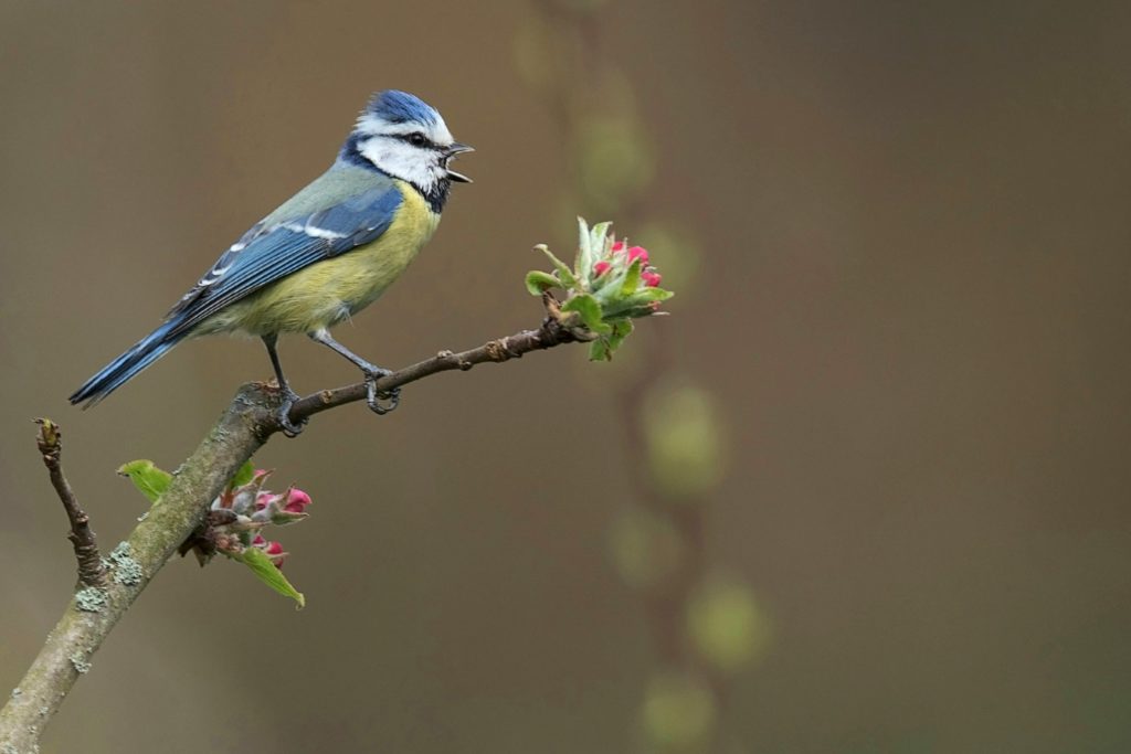 Reconnaissance des chants d’oiseaux Dimanche 28 avril de 10h30 à 12h