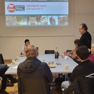 café débat chauve souris
